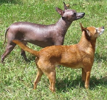 Xoloitzcuintli - smooth and coated