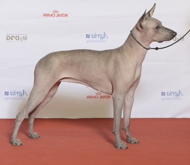 Xoloitzcuintli by Svenska Mässan from Sweden